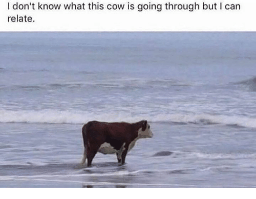 i-dont-know-what-this-cow-is-going-through-but-35715030