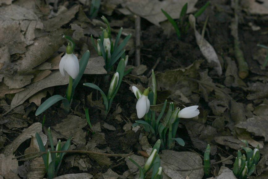 snowdrops