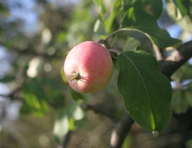 lilapple