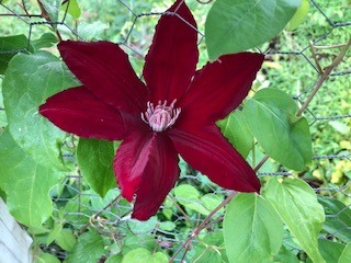 Red%20Clematis