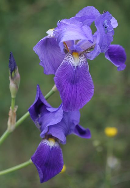 iris2