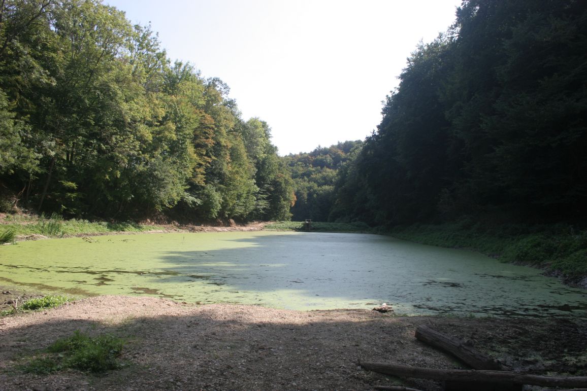 pond