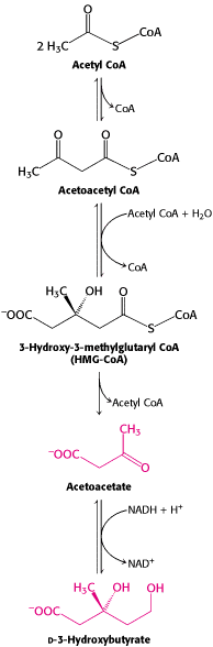 Figure 30.17. Synthesis of Ketone Bodies by the Liver.