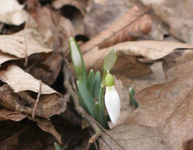 snowdrop22