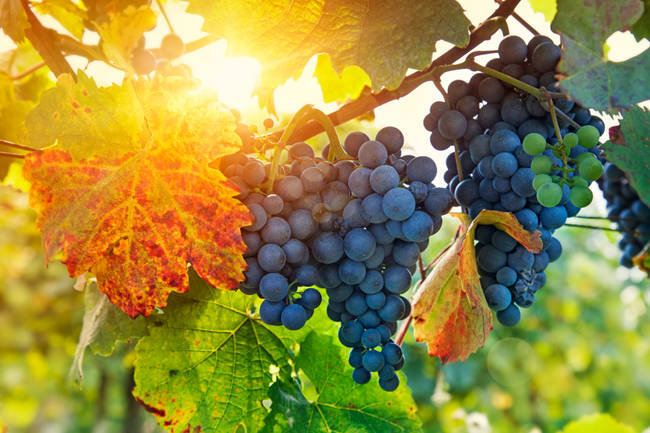 magical vinyard