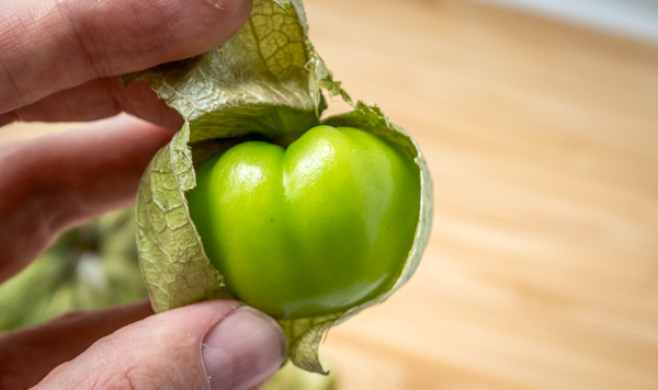 husk-opening-on-tomatillo-green