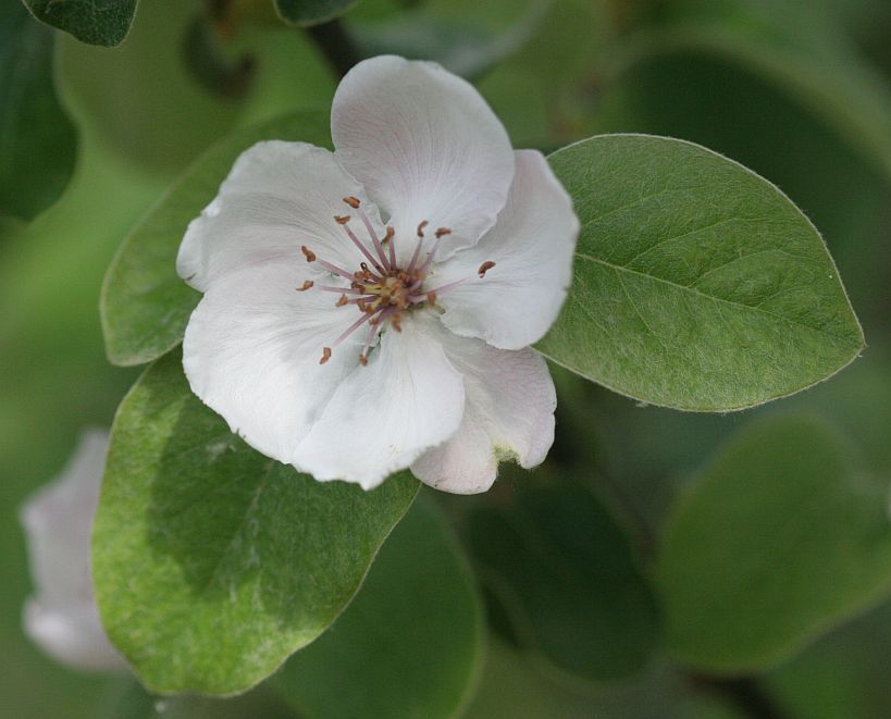 quinceflower