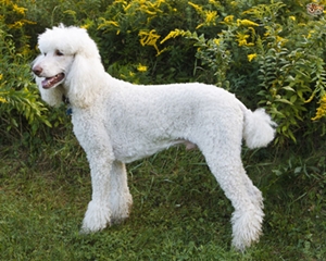 poodle