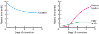 Figure 30.16. Fuel Choice During Starvation.