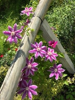 Clematis