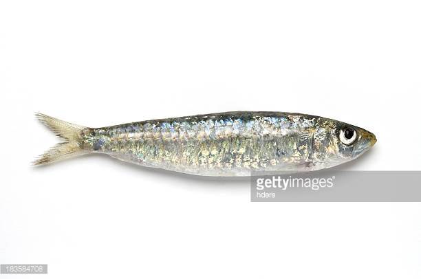 sardine