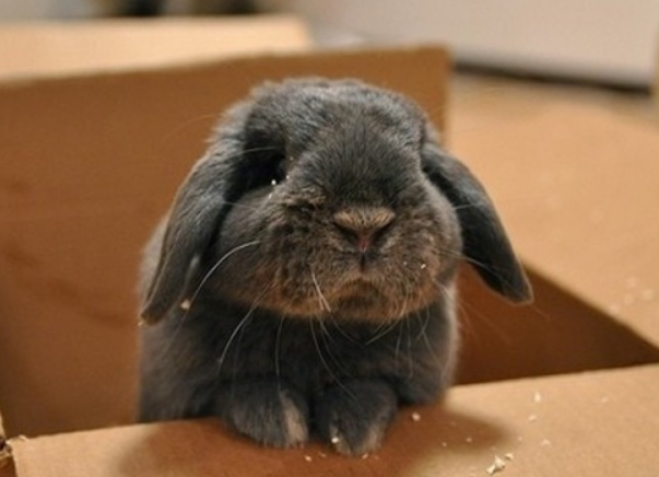 SadBunny