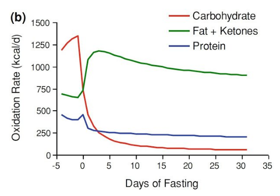 FastingCatabolism