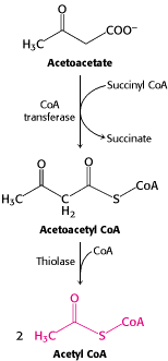 Figure 30.18. Entry of Ketone Bodies Into the Citric Acid Cycle.