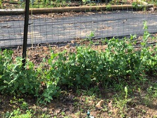 Peas