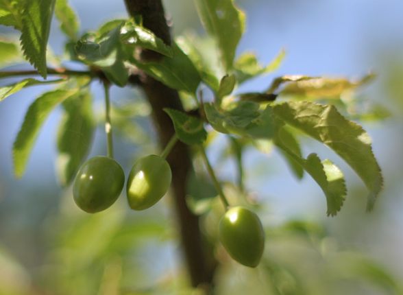 greengage