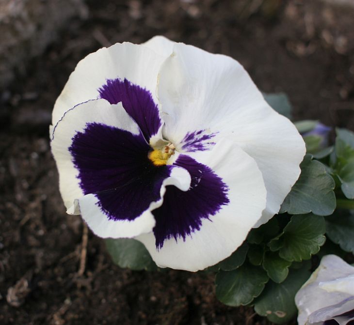 wpansy