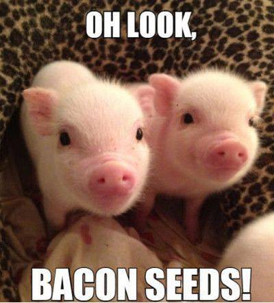 baconseeds