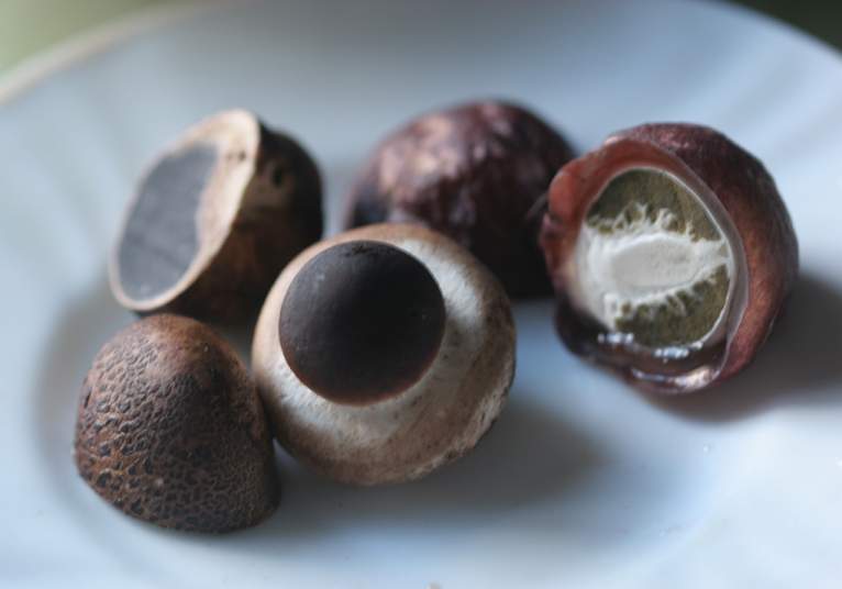 shrooms