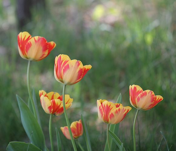 tulips