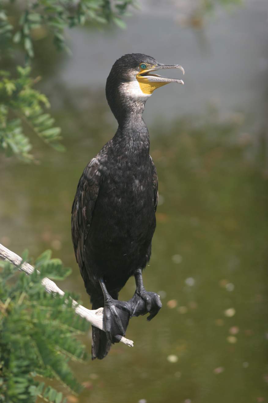 kormoran_perfect