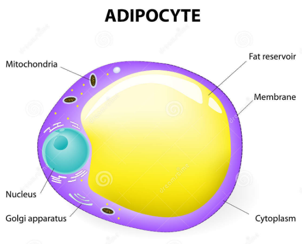 Adipocyte