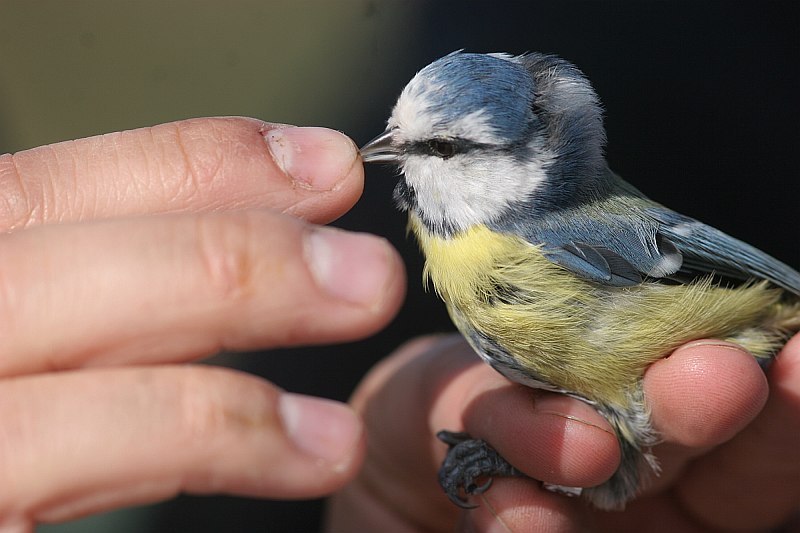 800_blue_tit_bites