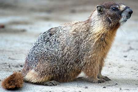 marmot