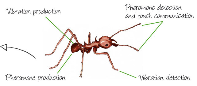 sensitive%20ant