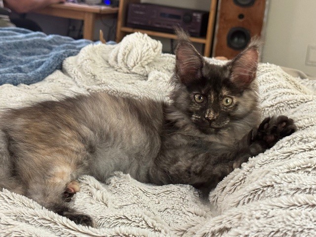 Smokie