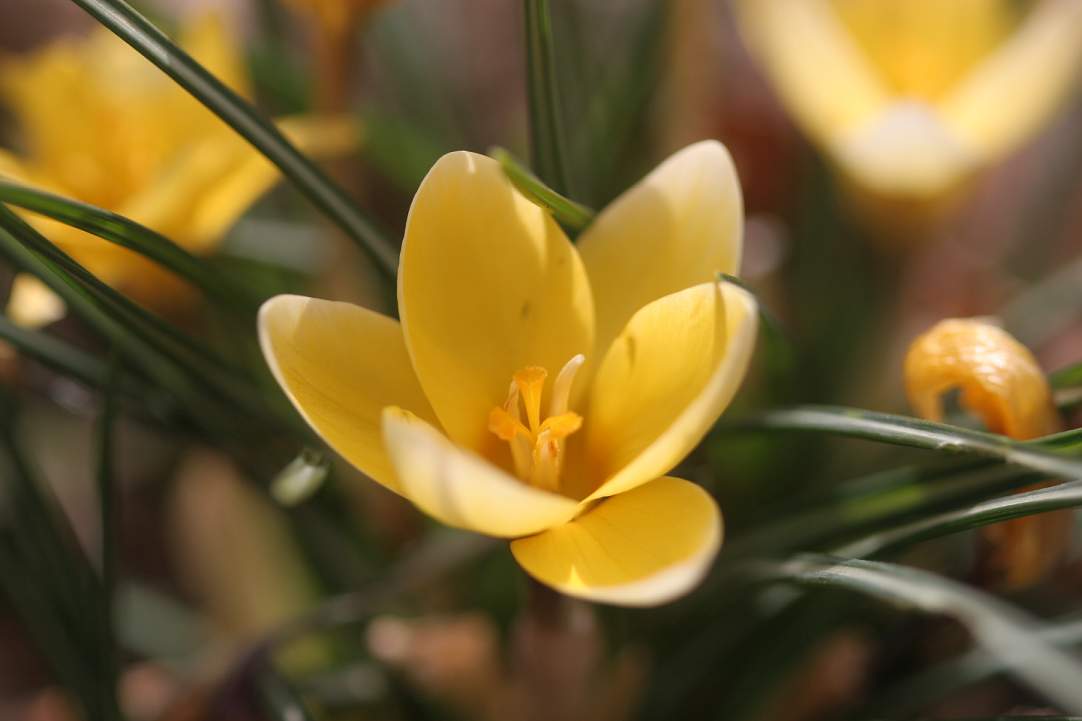 yelcroccus