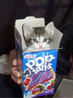 pop-tart-kitten