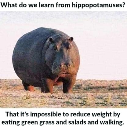 hippo%20leasson